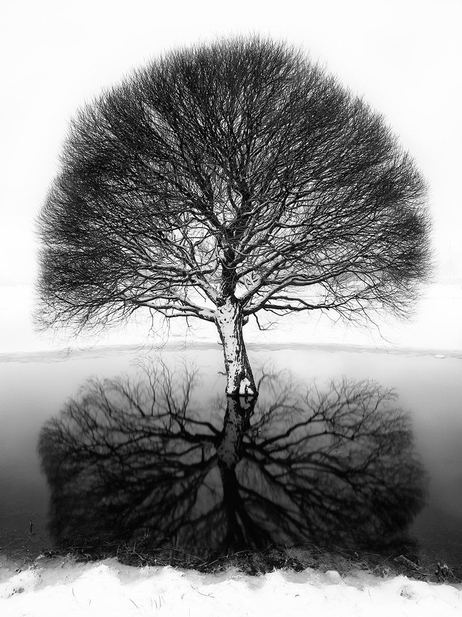 A row of leafless winter trees reflected in still black water. Minimalist landscape evoking calm, symmetry, and quiet introspection.
