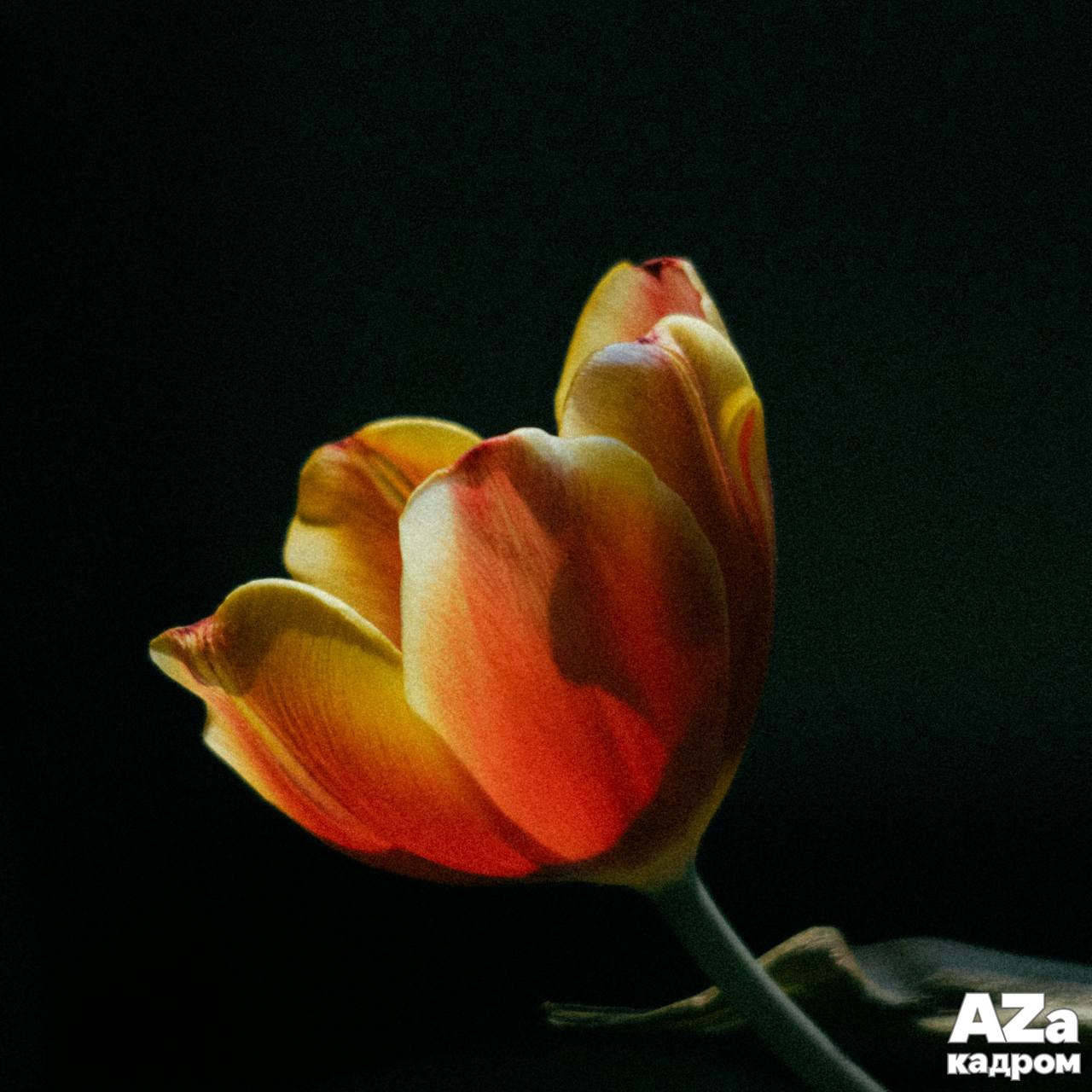 Дыхание весны. Фотоклуб AZакадром. Женский семейный фотограф Тула Москва Захарова Анна