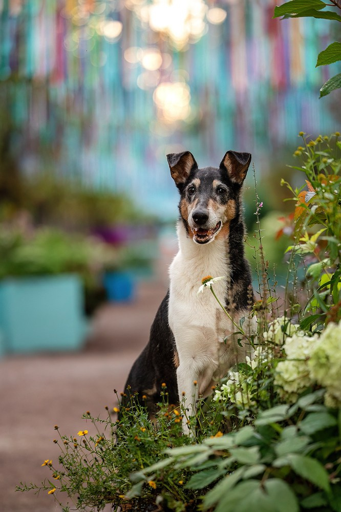 Винтик и Вита в городе. Фотограф-анималист Natalia Deingel | Фотосъемка собак в Москве