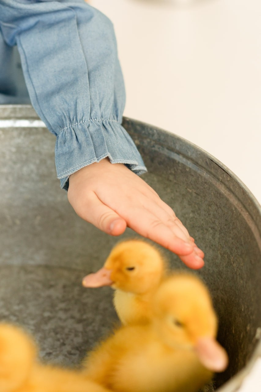 Детские фотосессии с утятами в Железнодорожном и Балашихе