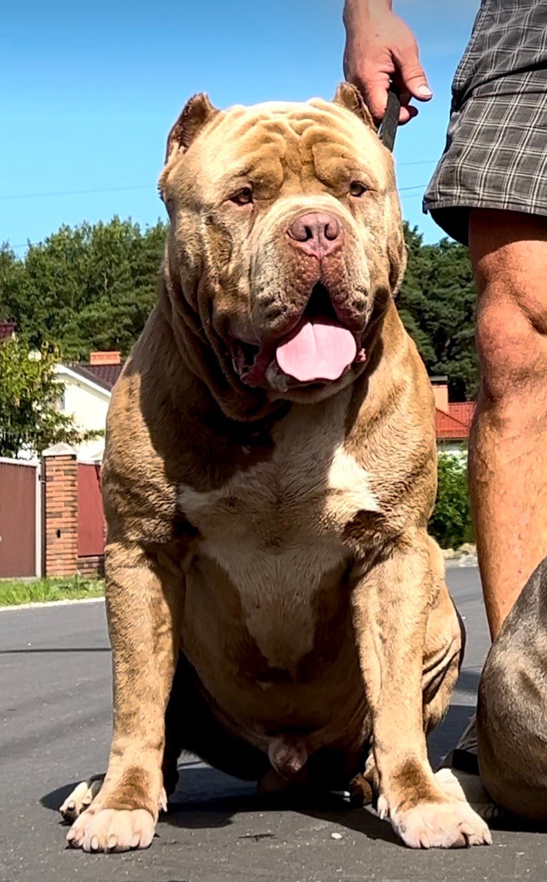 Хантер. Американские булли XL в г. Калининград. Питомник Great Bully UNIVERSE