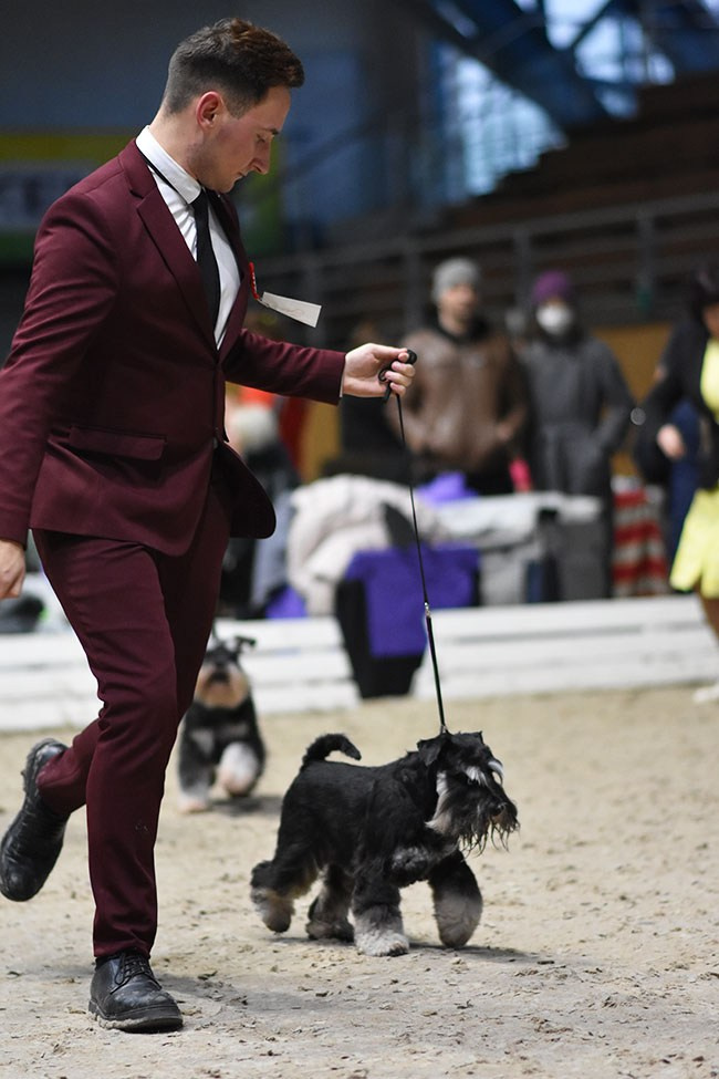 Гелик/ Delinso Balance Enamorado De-Ti. Питомник цвергшнауцеров в Беларуси «Делинсо Бэлэнс»