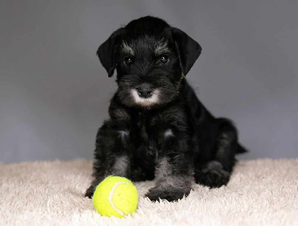 Щеночек предлагается! Юдай/ Делинсо Бэлэнс Юдай Гин-Куро/ Delinso Balance Yudai Gin-Kuro