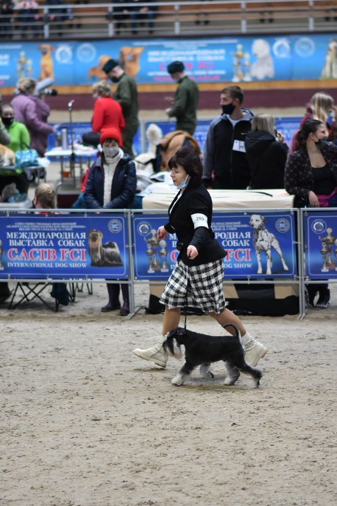 Майбах/Delinso Balance Argyris. Питомник цвергшнауцеров в Беларуси «Делинсо Бэлэнс»
