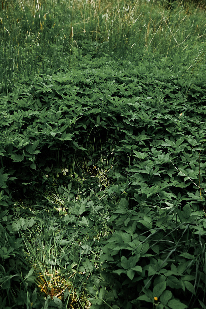 След в траве