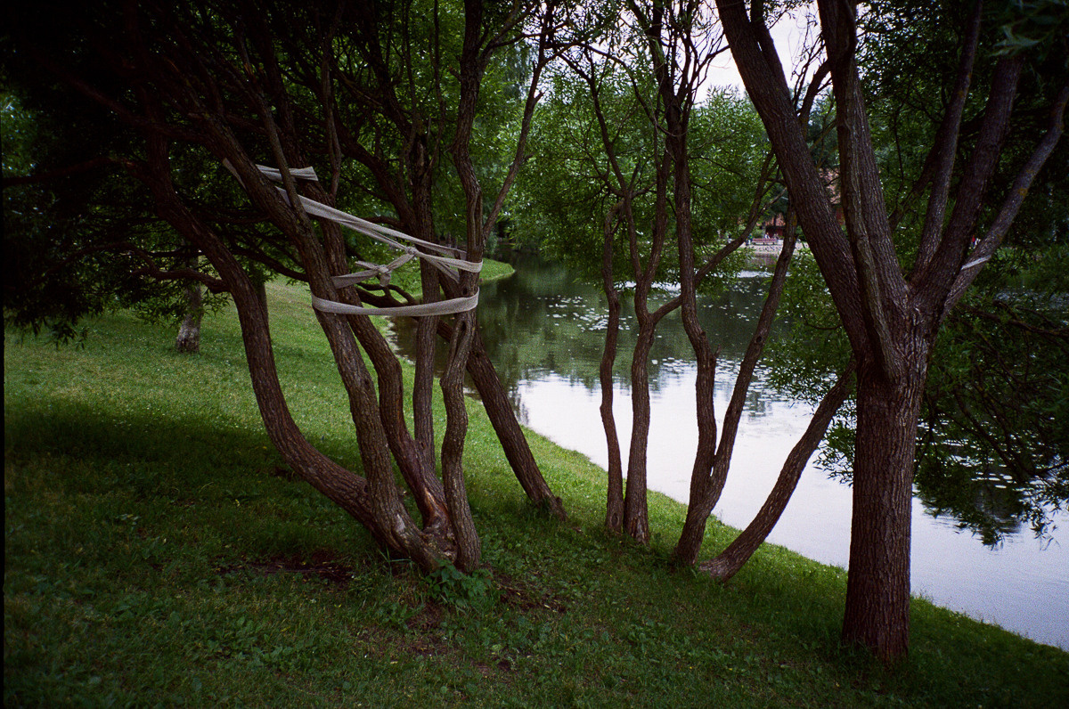 Деревья у моего дома. Я вспоминаю бабушкины истории о доме на улице Возрождения и айве, росшей в саду. Из айвы бабушка и прабабушка делали варенье