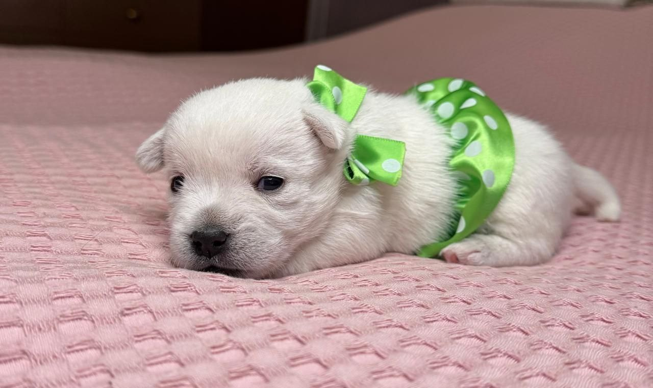 Щенки 14.01.2025. Питомник собак породы вест хайленд вайт терьер в Москве