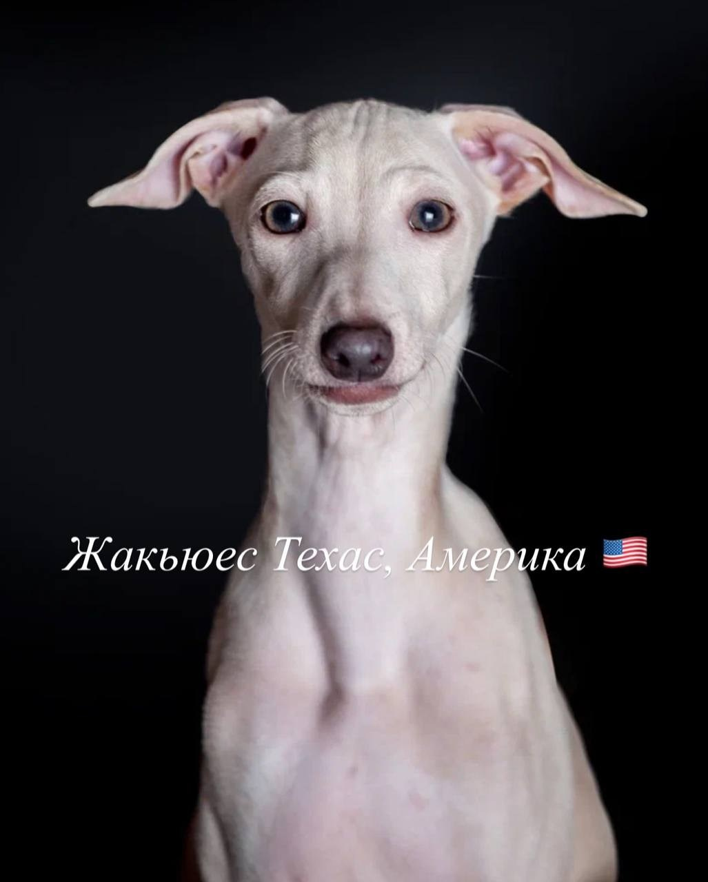 Итоги февраля. Профессиональный питомник левреток РКФ/FCI ASTI SAPPHIRE 💎 Сочи|Санкт-Петербург