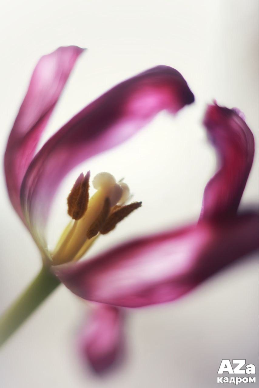 Дыхание весны. Фотоклуб AZакадром. Женский семейный фотограф Тула Москва Захарова Анна