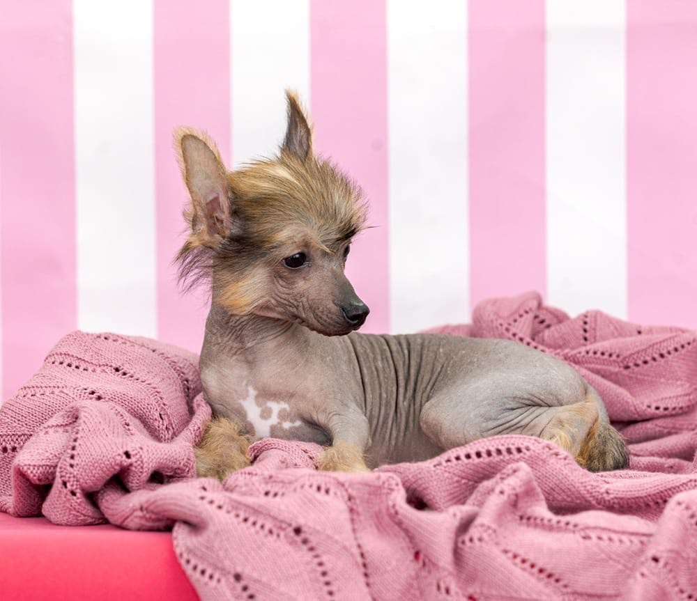 Ashantal Emmanuel Poale Ell. Chinese Crested Dog Kennel Poale Ell