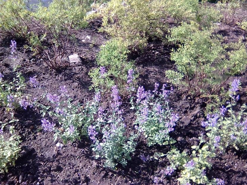 ВНИМАНИЕ! ФЕСТИВАЛЬ ЛАНДШАФТНОГО СТРОИТЕЛЬСТВА. 俄罗斯设计估算