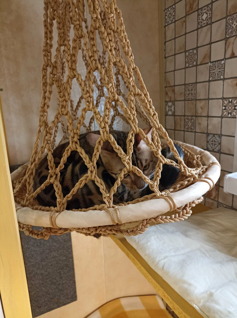 Оскар — энергичный бенгальский весельчак. Гостиница для кошек Усики и хвостики, Красноярск