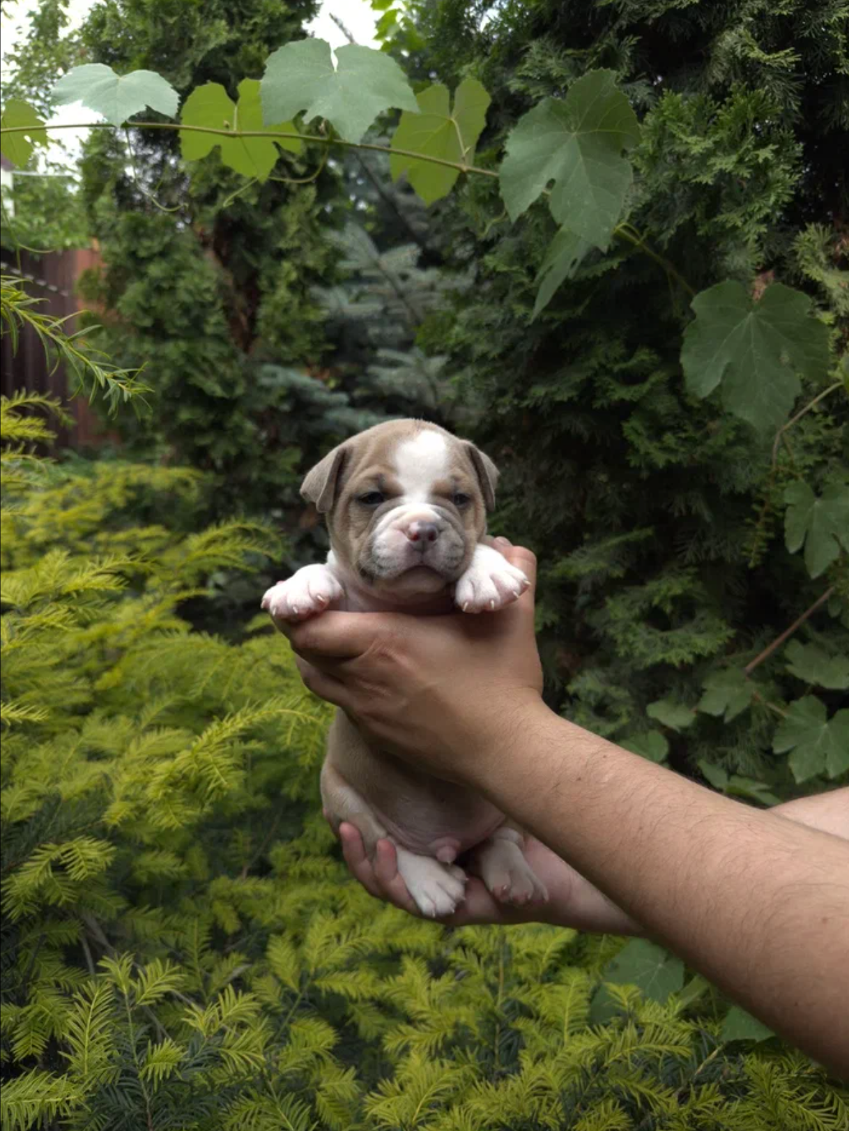 Помет Каспер и Адель. 08.05.25. Американский Булли в г. Ростов-на-Дону. Питомник THE POWER OF SIBERIA
