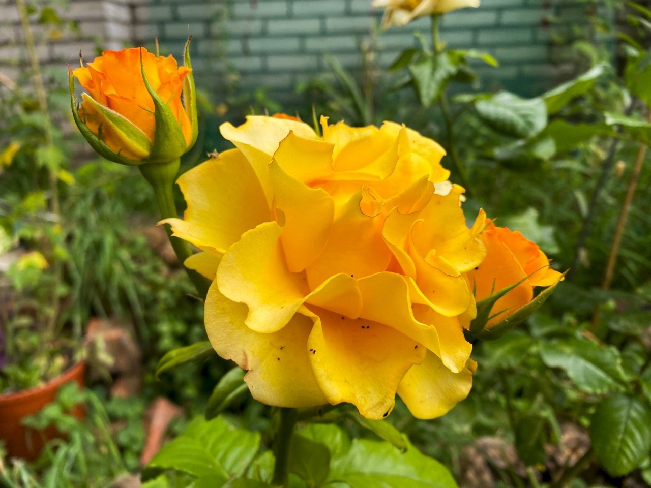 Новости. Дом Шрёдера