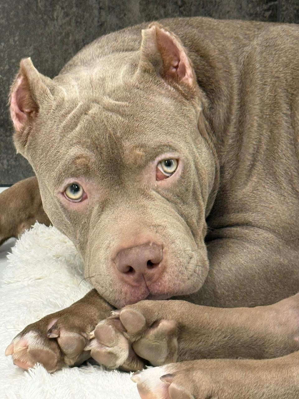 купить щенка American Bully в Ростове-на-Дону