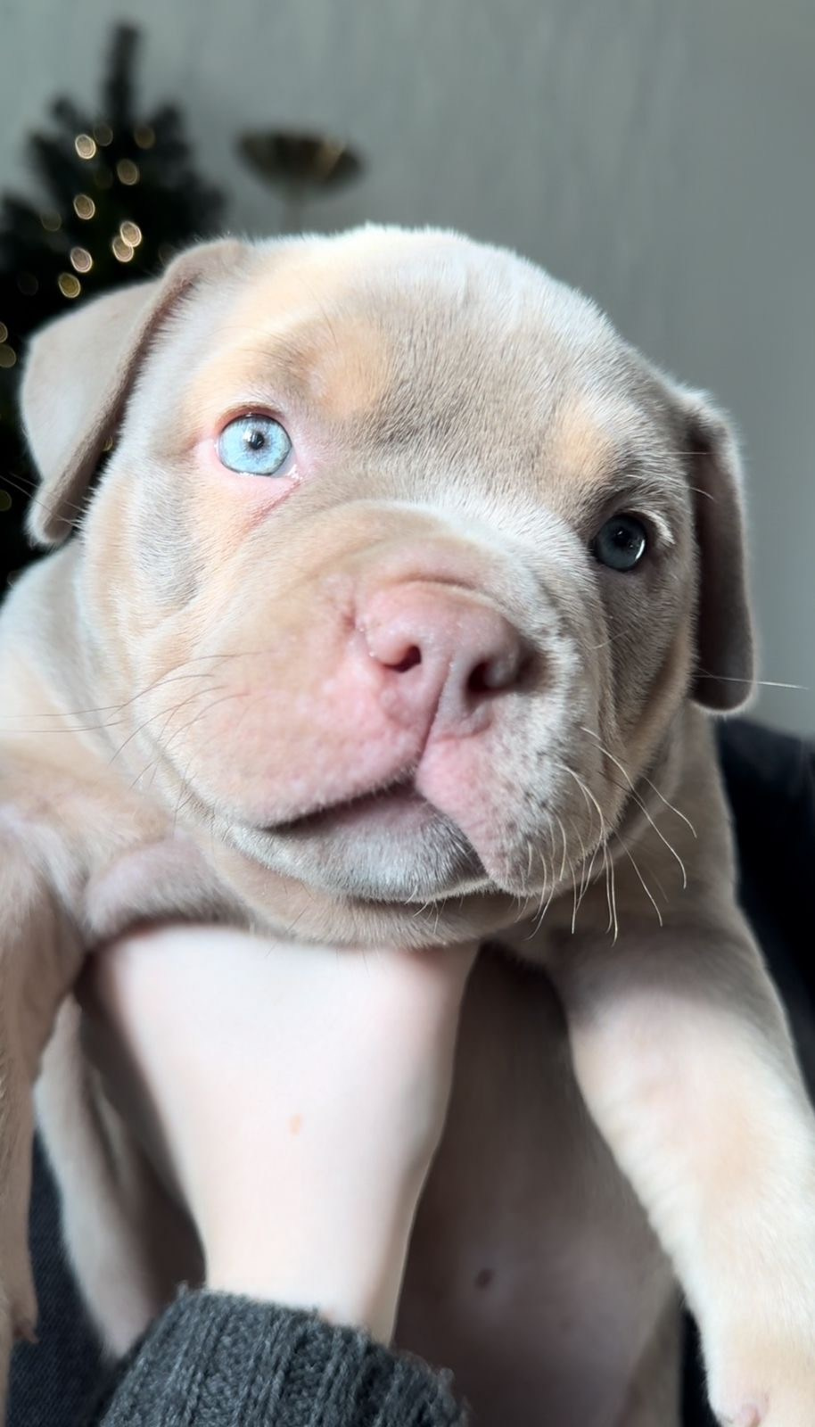 Bounty Pride Bully Tyron. Питомник американских булли Bounty Pride Bully