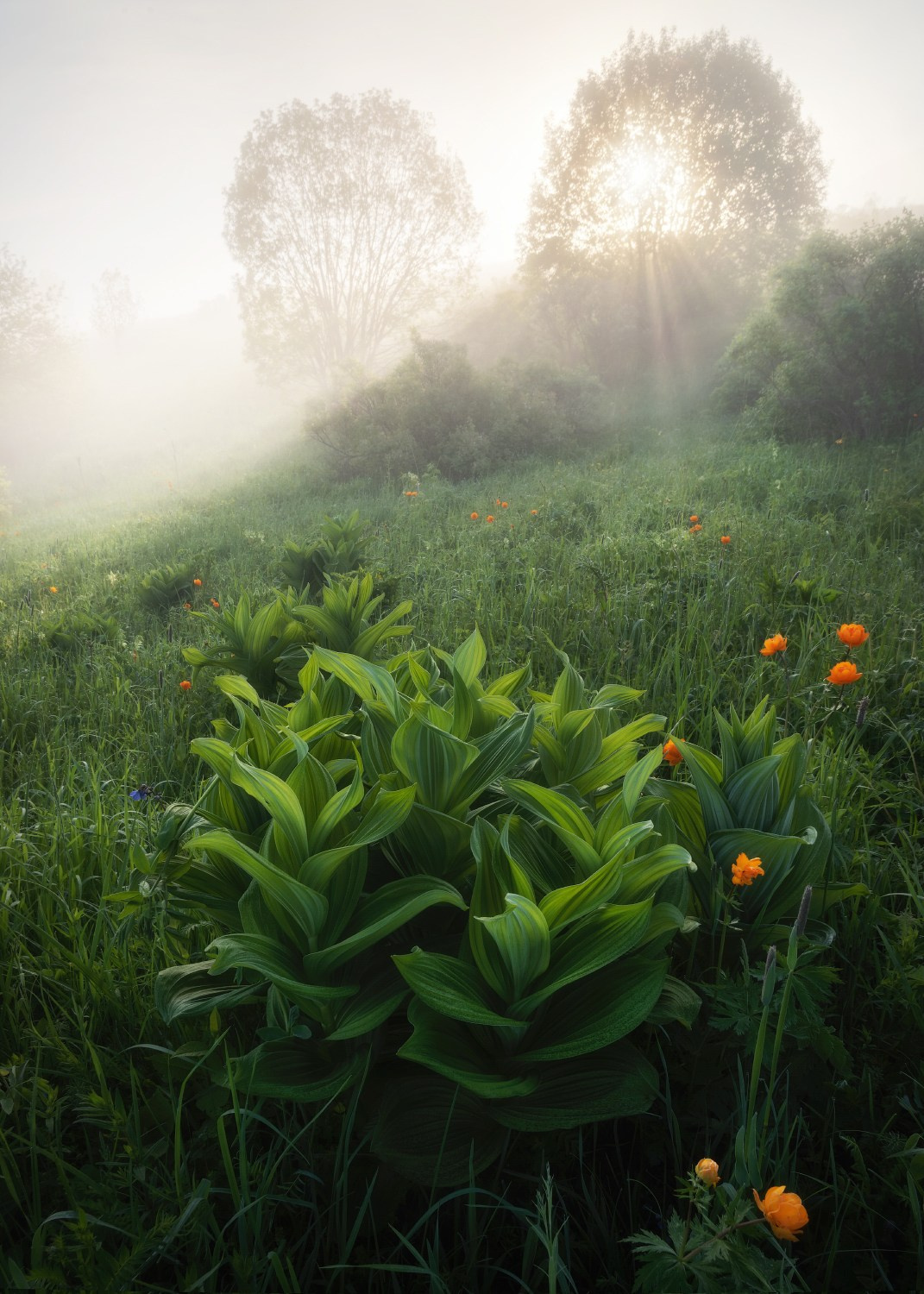 Встречая лето. Алтайский район, окрестности с. Куяган, июнь 2024