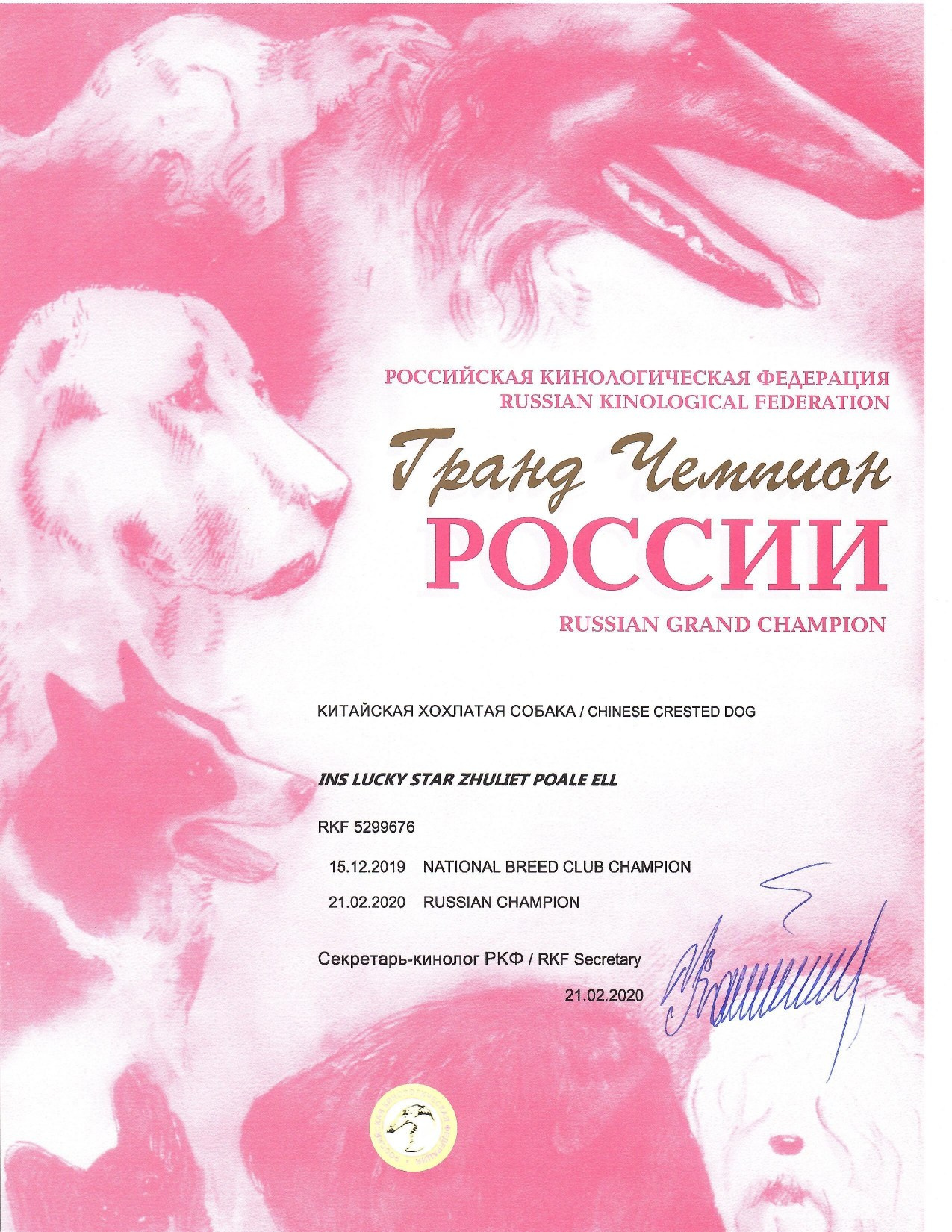 Ins Lucky Star Zhuliet Poale Ell. Питомник китайских хохлатых собак Poale Ell: купить щенка
