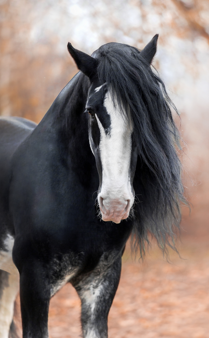 Лошади. Свадебный и портретный фотограф Москва