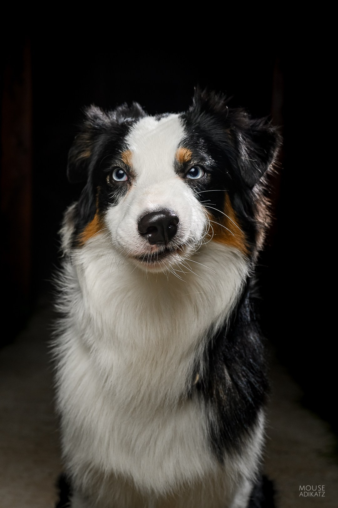 Гелий. BLGKV питомник собак