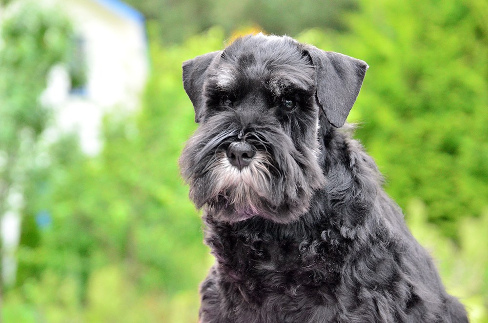 Litter «E» 17.05.2025. Питомник цвергшнауцеров в Беларуси «Делинсо Бэлэнс»