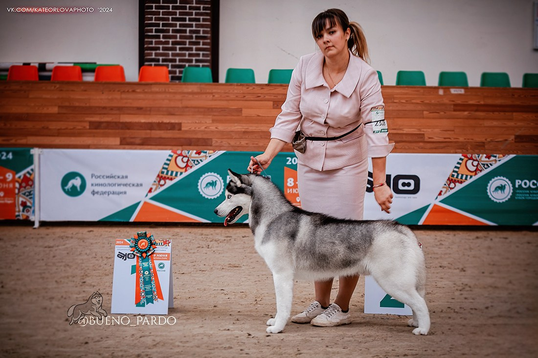 Собаки питомника Bueno Pardo. Питомник собак Акита, Хаски, Корги