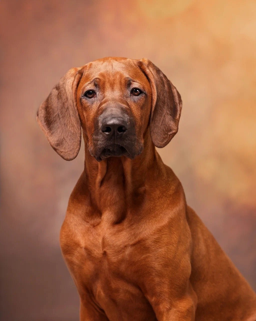 BILBERRY BISCUITS Iz Doma Narayzi. Родезийские Риджбеки в Санкт-Петербурге