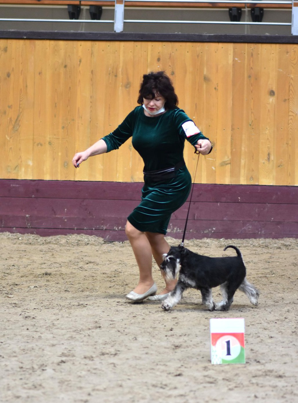 Майбах/Delinso Balance Argyris. Питомник цвергшнауцеров в Беларуси «Делинсо Бэлэнс»