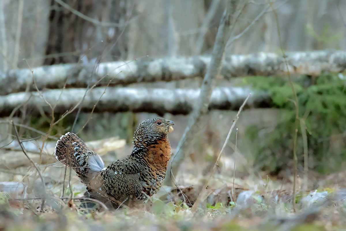 фототуры, фототур, экспедиция, животные, приключение, путешествие, поездка, глухарь, туры выходного дня, туры по России, фототуры по России, дикая природа