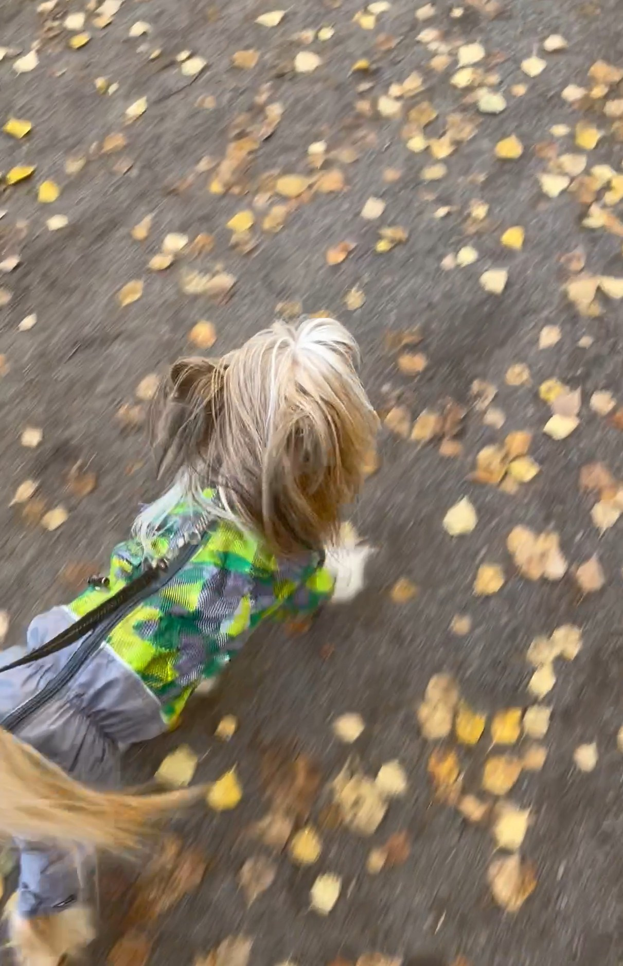 Честер и ко. осенью в Тропарево. Питомник китайских хохлатых собак Poale Ell: купить щенка в питомнике