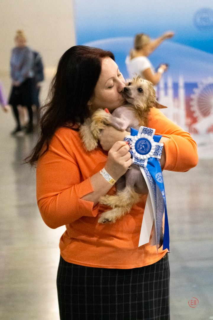 Poale Ell Cooper. Chinese Crested Dog Kennel Poale Ell