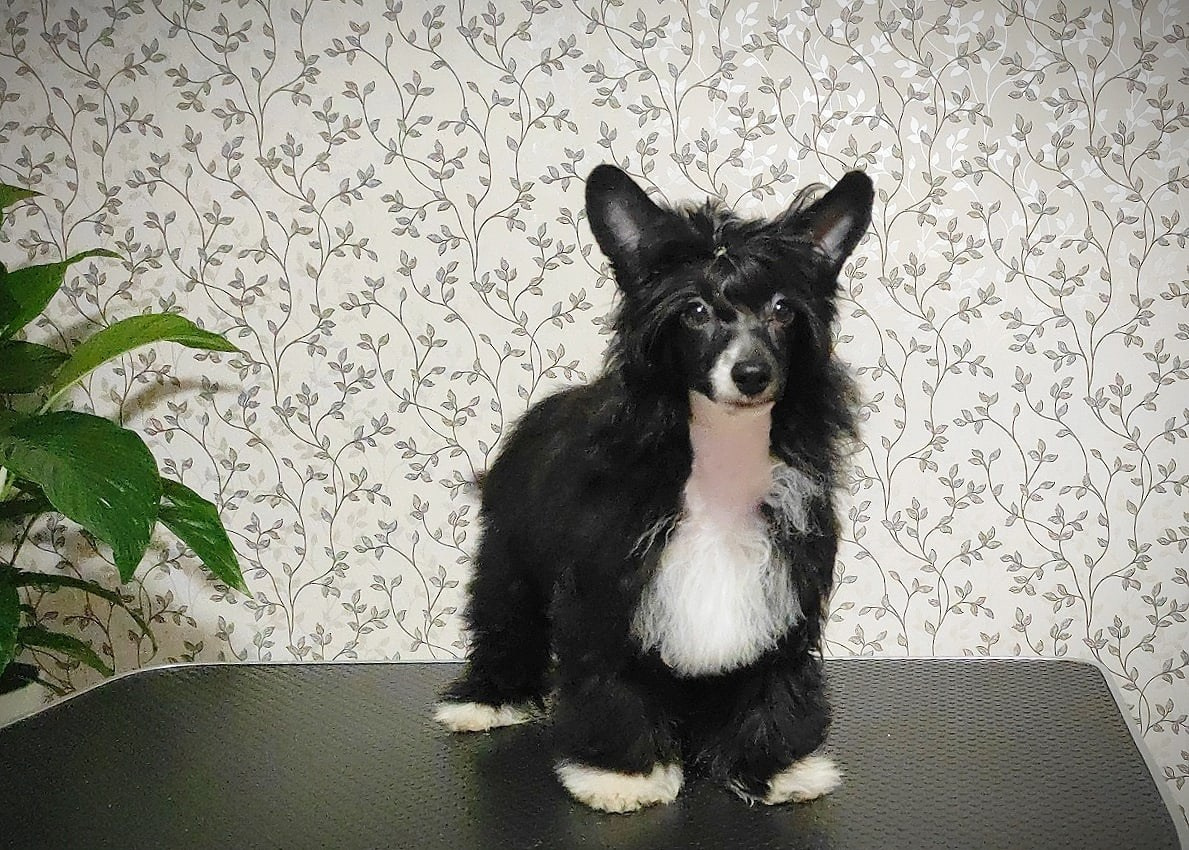 Poale Ell Chester Becomes a Dad for the First Time. Chinese Crested Dog Kennel Poale Ell