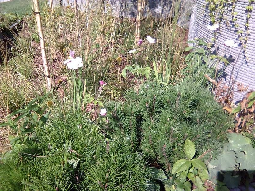 ВНИМАНИЕ! ФЕСТИВАЛЬ ЛАНДШАФТНОГО СТРОИТЕЛЬСТВА. 俄罗斯设计估算