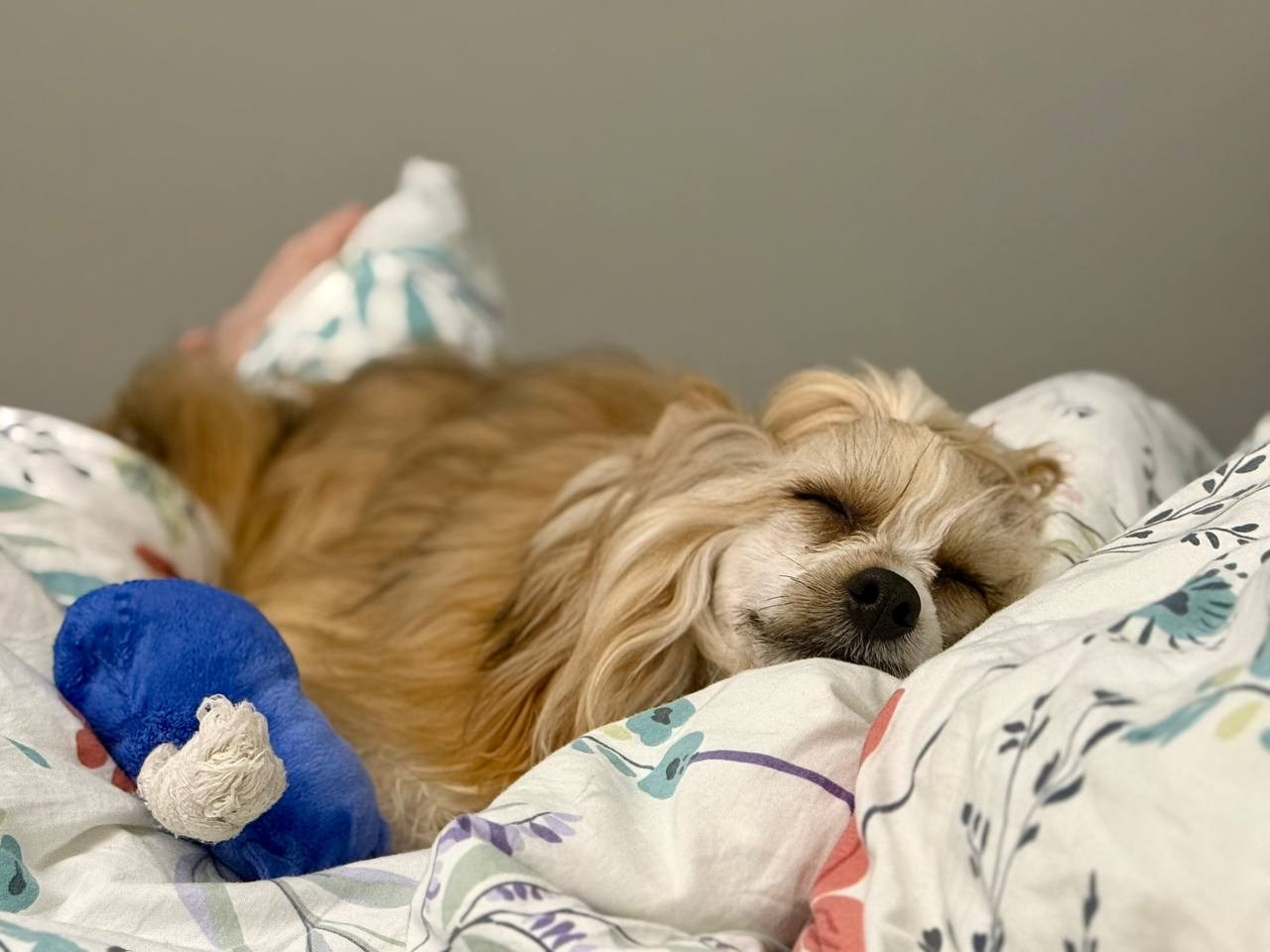 Poale Ell Veles. Питомник китайских хохлатых собак Poale Ell: купить щенка в питомнике