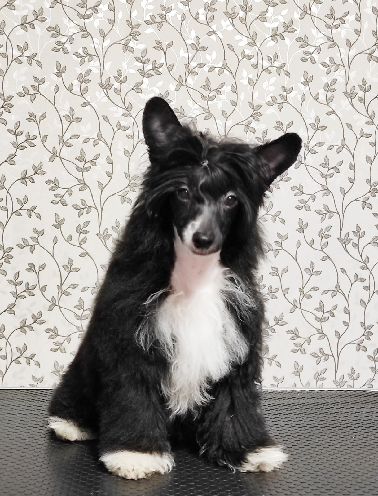 Poale Ell Chester Becomes a Dad for the First Time. Chinese Crested Dog Kennel Poale Ell