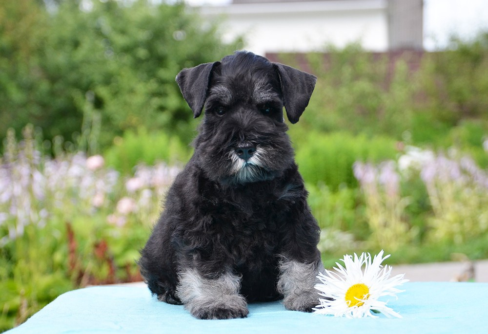 #цвергшнауцер #щенокцвергшнауцера #питомникцвергшнауцеров #делинсобэлэнс