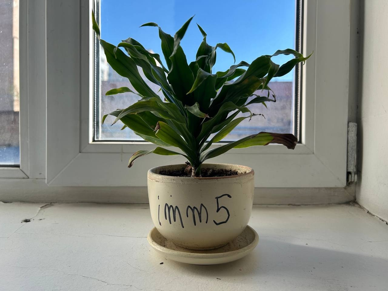 «Чуже Странцы». Лилия Ким. Междисциплинарный художник