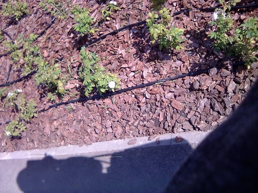 ВНИМАНИЕ! ФЕСТИВАЛЬ ЛАНДШАФТНОГО СТРОИТЕЛЬСТВА. 俄罗斯设计估算