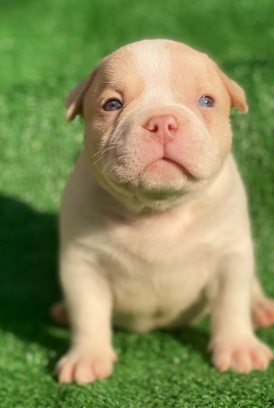 Помет Каспер и Кентуки. 14.05.25. Американский Булли в г. Ростов-на-Дону. Питомник THE POWER OF SIBERIA