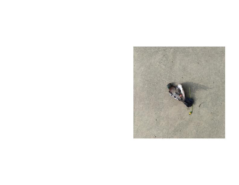 Romance. Фотограф Анна Мельникова