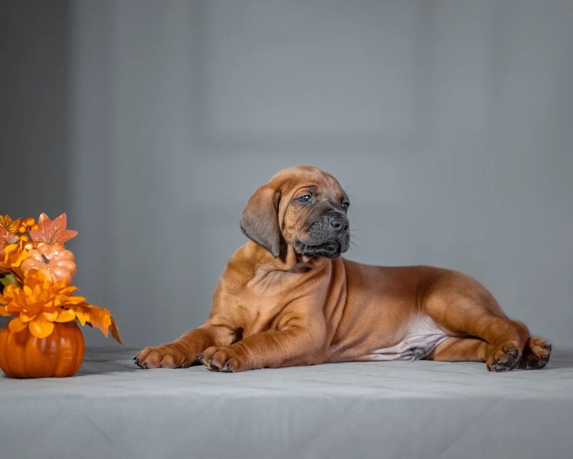 BILBERRY BISCUITS Iz Doma Narayzi. Родезийские Риджбеки в Санкт-Петербурге