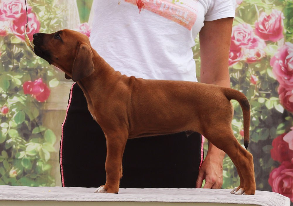 Помет Hakuna Matata. Родезийские Риджбеки в Санкт-Петербурге