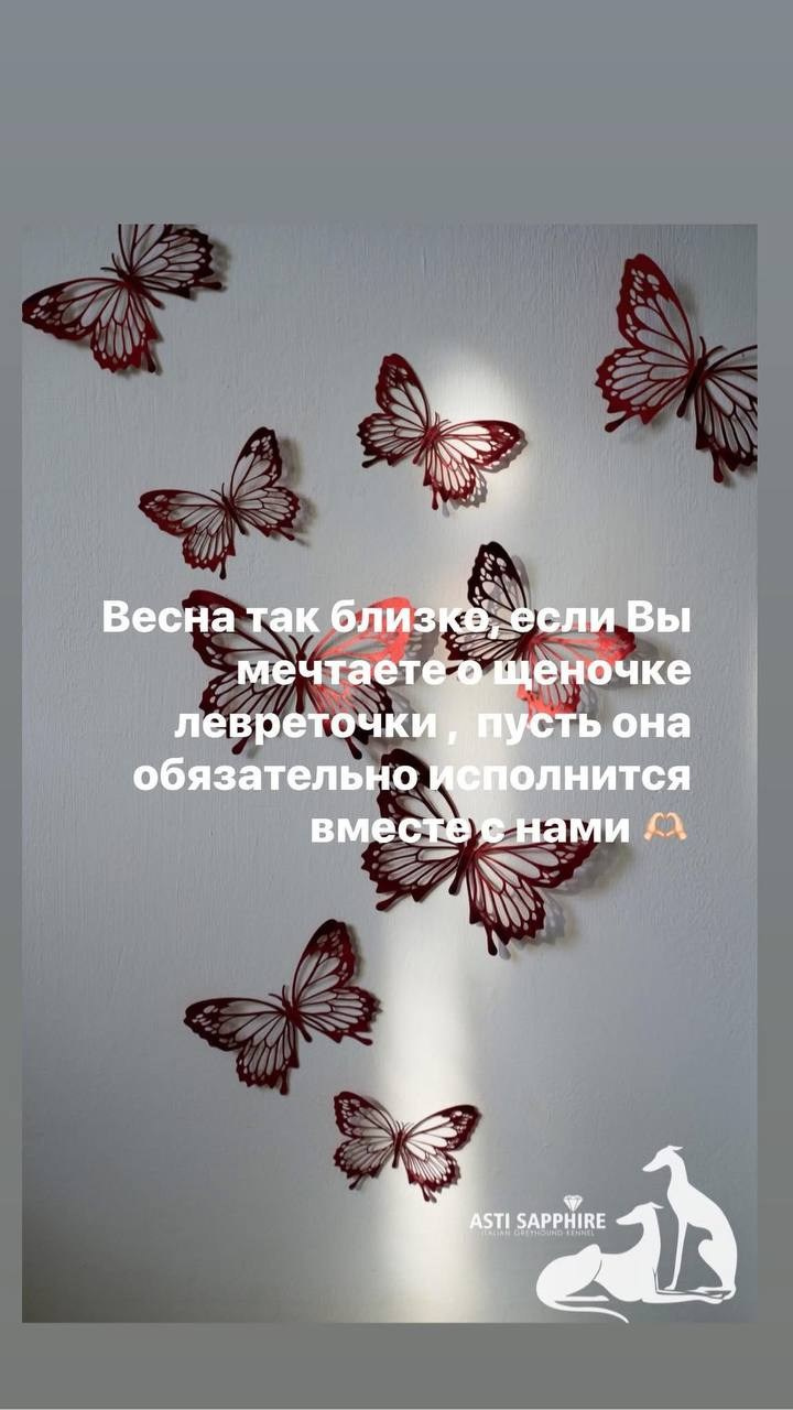 Итоги февраля. Профессиональный питомник левреток РКФ/FCI ASTI SAPPHIRE 💎 Сочи|Санкт-Петербург