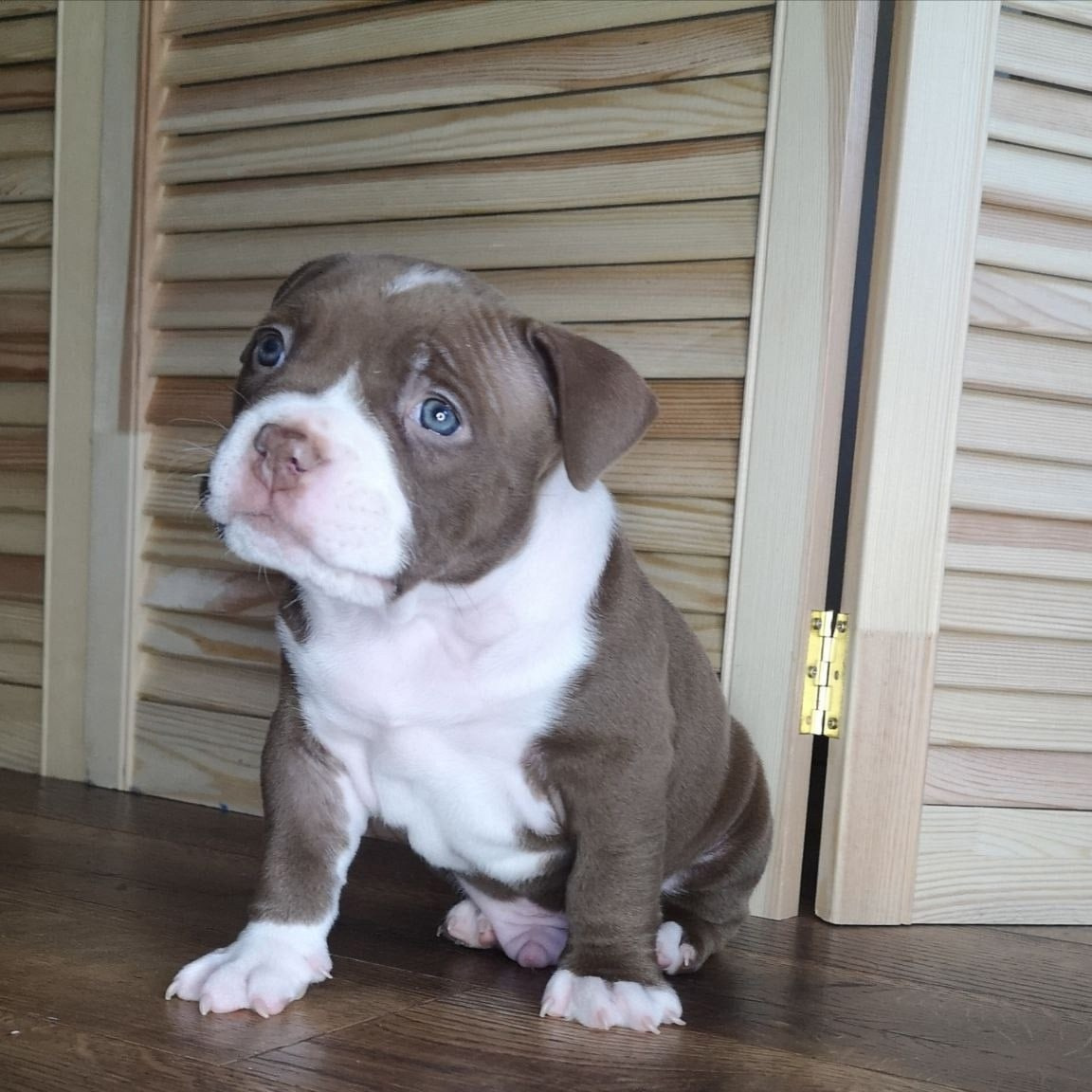 купить щенка American Bully в Белоруссии