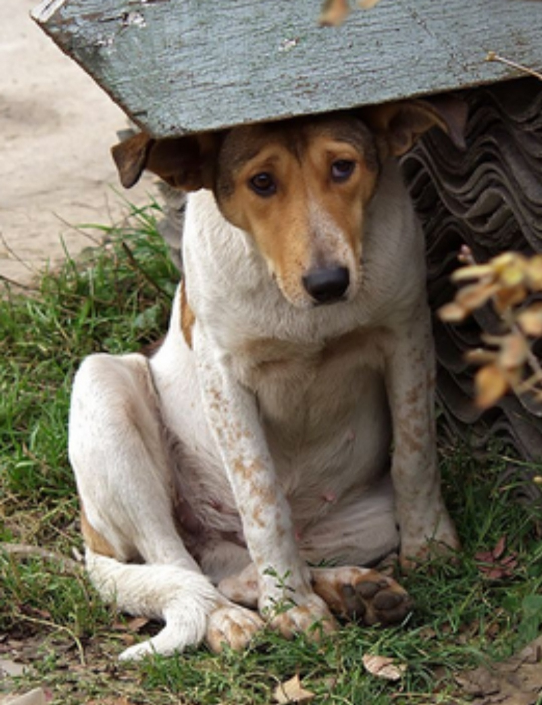 Как приклеить уши щенку Йоркширского Терьера. Питомник Йоркширских терьеров Дэнстайл в Санкт-Петербурге заводчик Тих