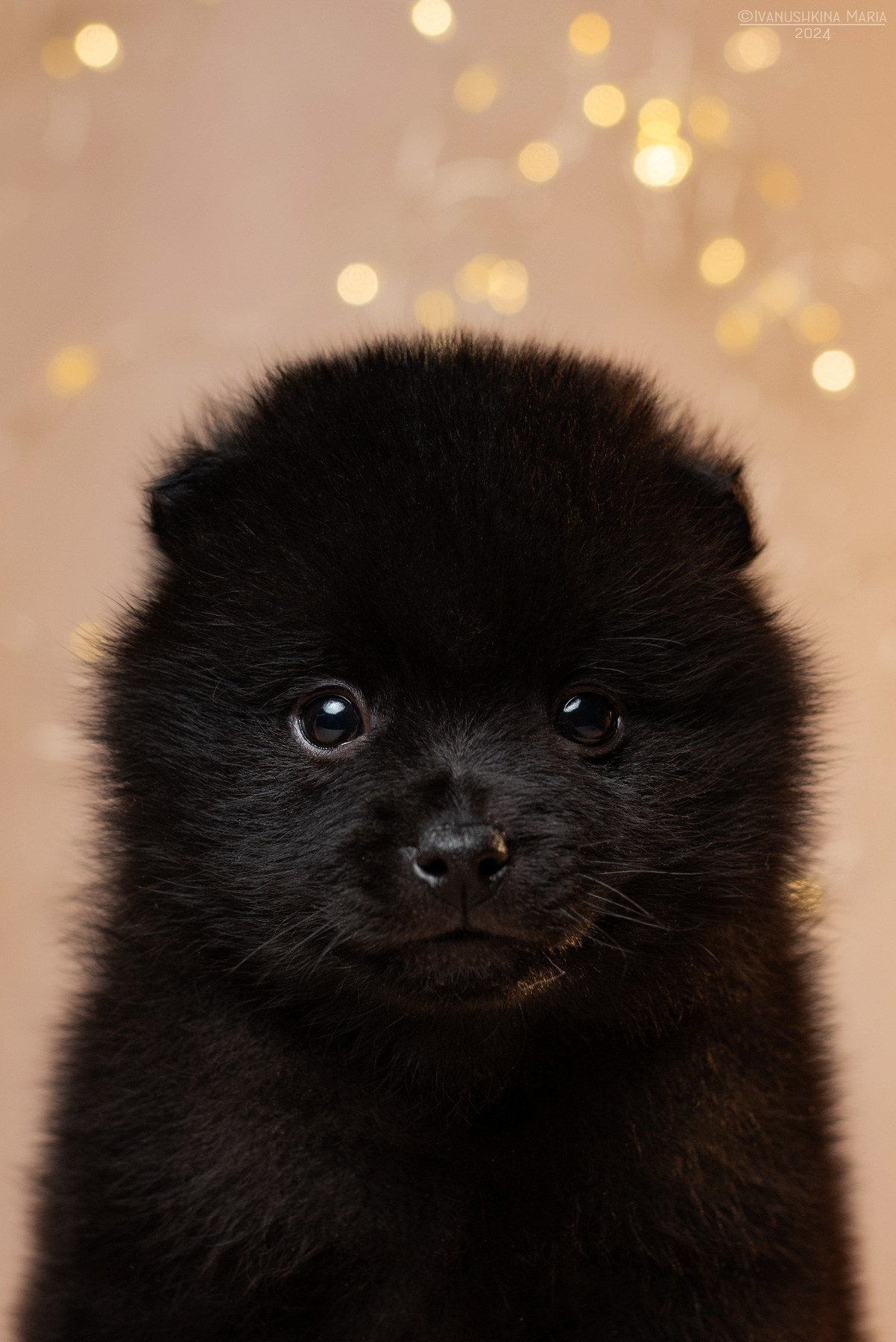 щенок шипперке