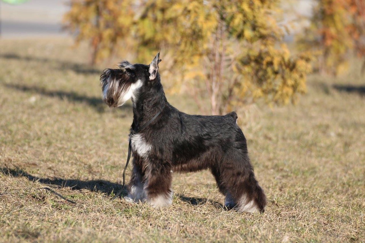 Питомник Делинсо Бэлэнс, щенки цвергшнауцера, купить щенка цвергшнауцера, питомник цвергшнауцеров, кобель цвергшнауцера для вязки, щенок цвергшнауцера, питомник цвергшнауцеров, черный с серебром, цверг, лучший питомник в беларуси, питомник цвергшнауцеров минск
