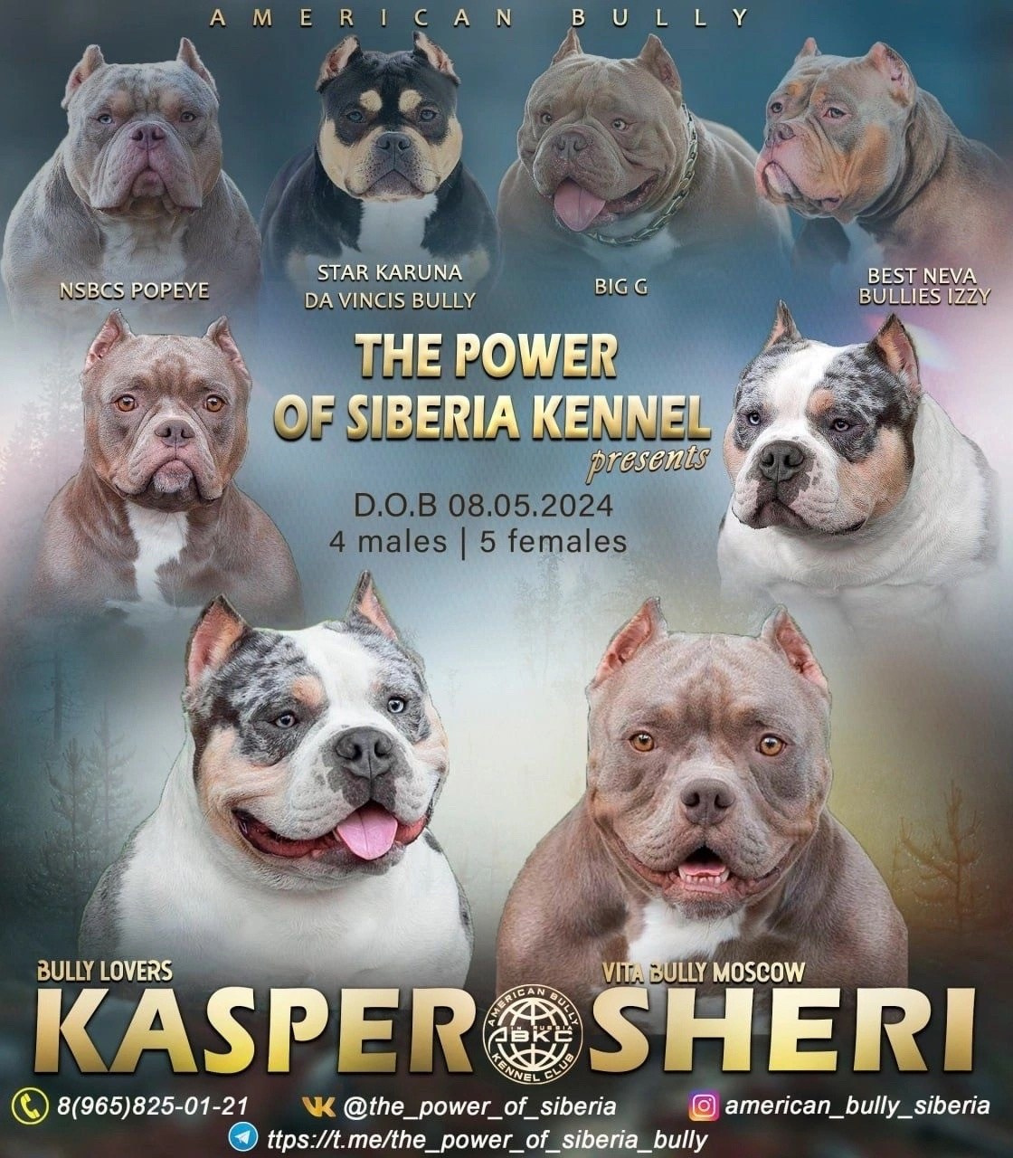 Американский Булли в г. Ростов-на-Дону. Питомник THE POWER OF SIBERIA