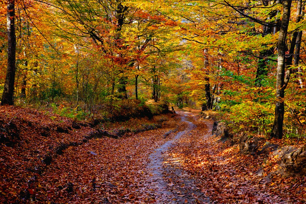 Осенняя Армения 2026 | Фотограф Дмитрий Купрацевич. Дмитрий Купрацевич профессиональный пейзажный и travel-фотограф