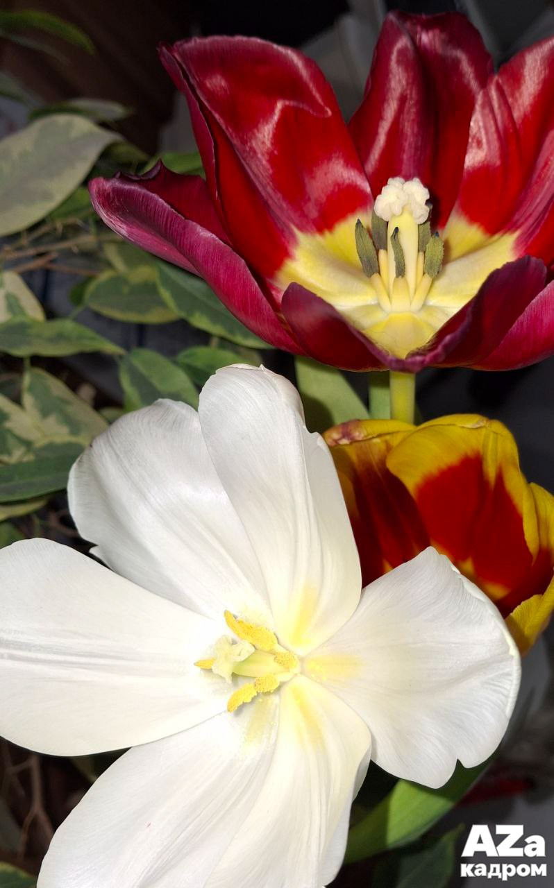 Дыхание весны. Фотоклуб AZакадром. Женский семейный фотограф Тула Москва Захарова Анна